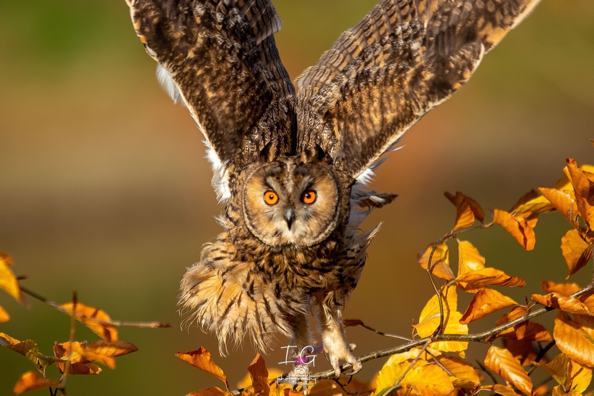 1DX43871 21 november 2021 1342 03